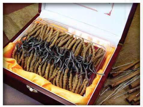 顺庆冬虫夏草回收